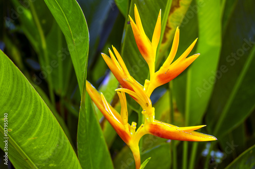 Orange bird of paradise flower with green leaf for background