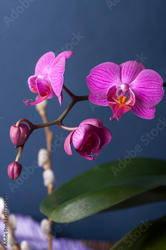 Pink streaked orchid flower,