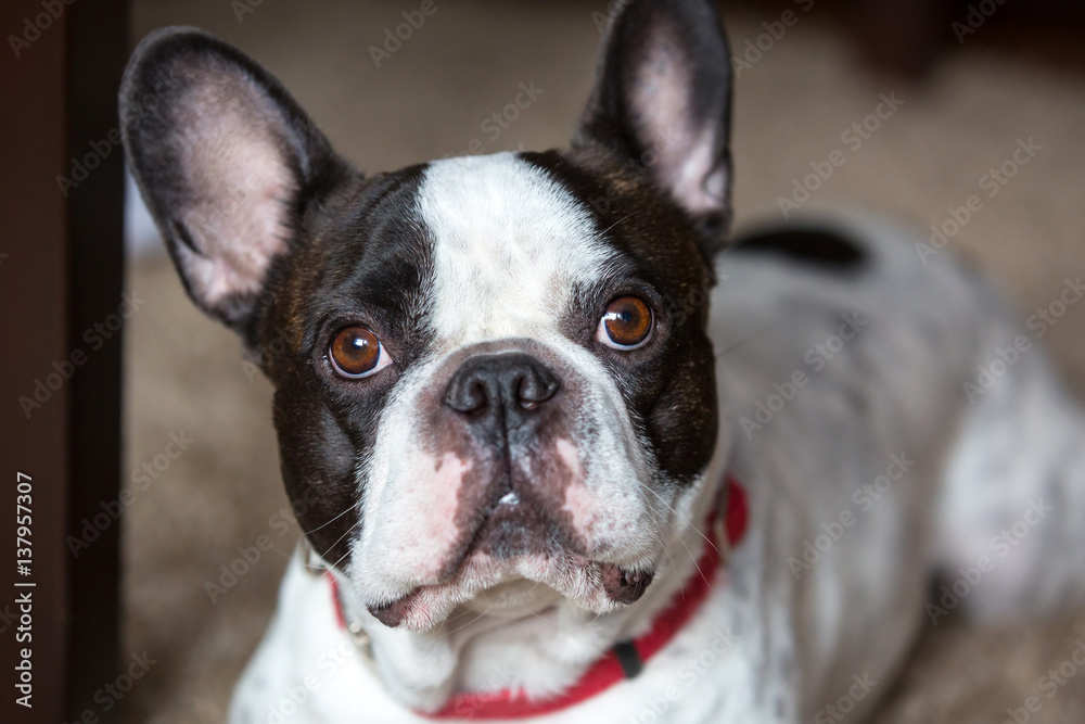French bulldog lying on the carpet French bulldog lying on the carpet