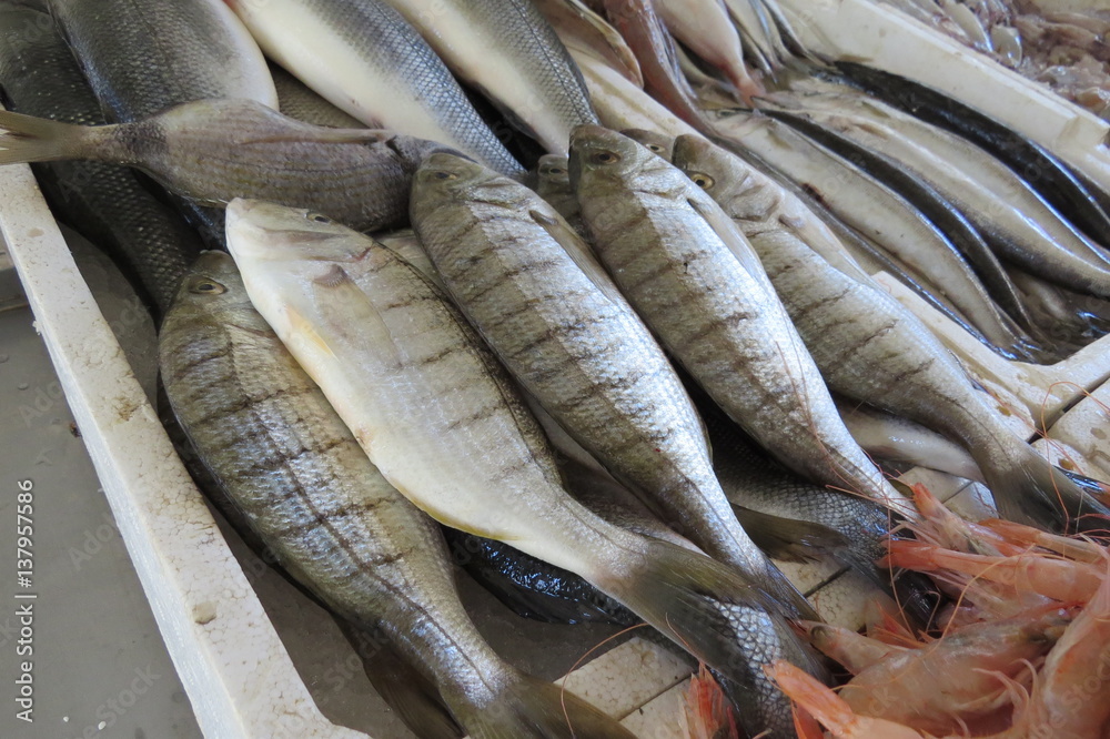Obraz premium Exotic sea fish from Adriatic sea