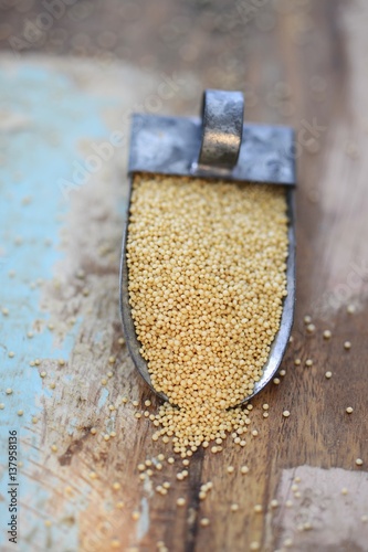 Amaranth on a scoop photo