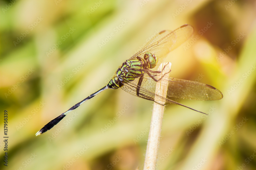 Dragonfly sitting on a blade of grass under the summer sunlight. Selective focus. Dragonfly sitting on a blade of grass under the summer sunlight. Selective focus.