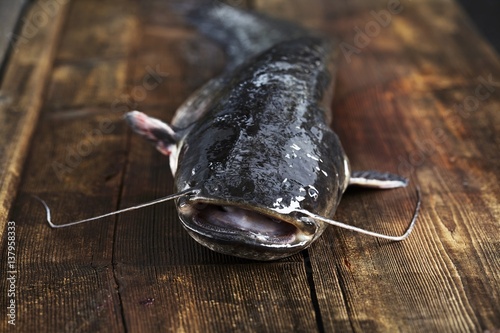 Freshly caught catfish on wooden board photo