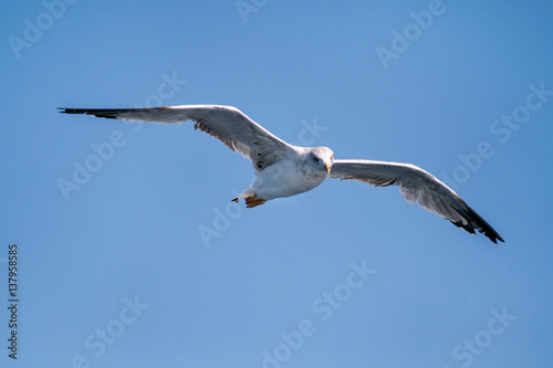 Bird seagull flying in the sky over the sea