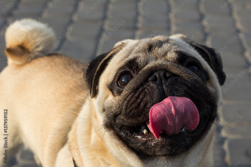 Happy mops dog at the asphalt path sitting and looking at the camera showing tongue