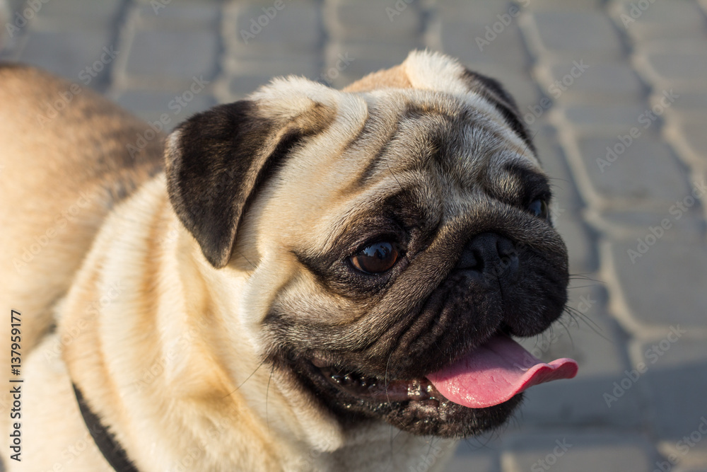 Closeup portrait of mops dog showing tongue at the asphalt 