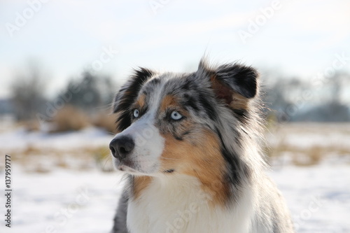 Australian Shepherd