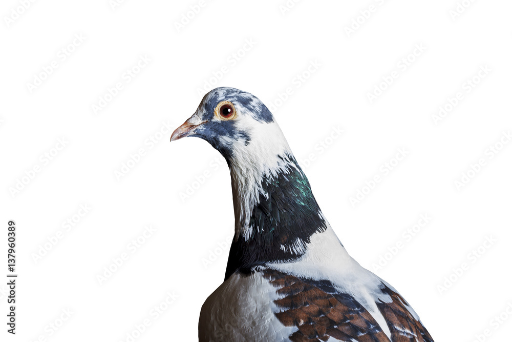 Fototapeta premium bird sacred in Islam on white background