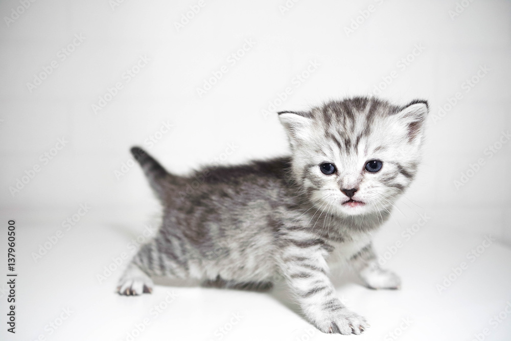 Sweet small baby kitten striped kitten short-haired