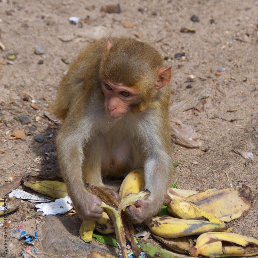 Macaque peeling banana in Mount Popa, Myanmar Stock Photo | Adobe Stock