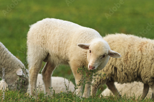 innocent young lamb with blade of grass in mouth