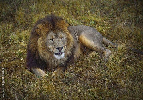 Fototapeta Naklejka Na Ścianę i Meble -  Lion lying in the grass in safari park