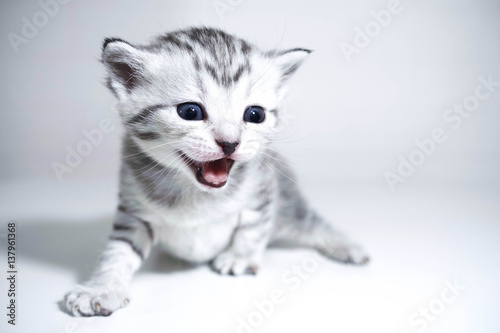 Kitten striped baby with a silver color. elegant kitten
