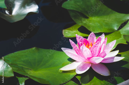 beautiful lotus flower in pond