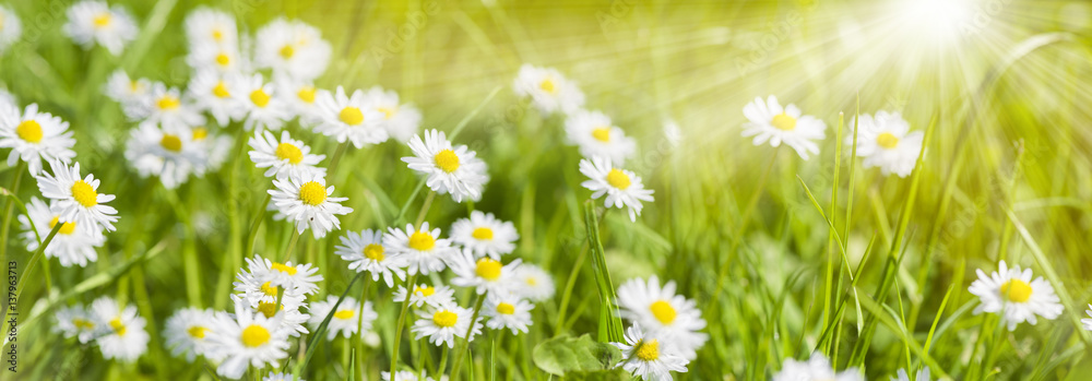 Bunte Blumenwiese im Frühling und Sonnenstrahlen - obrazy, fototapety, plakaty 