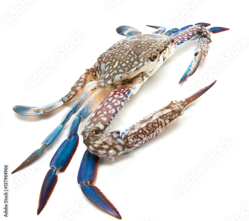 Close up blue crab isolated on white
