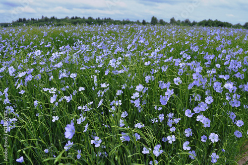 Field of blooming blue flax