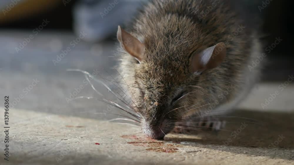 Rat being dying after eating Rat poison. It cough up blood. Stock ビデオ
