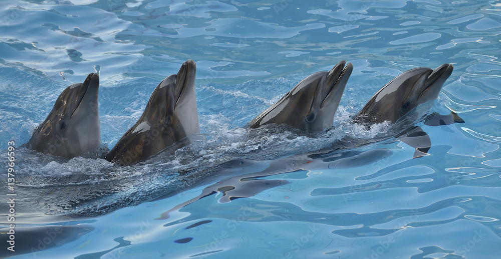 Obraz premium Chain of dolphins in delphinarium