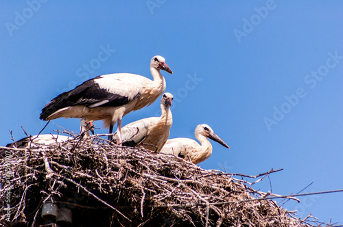 Storks in the nest with chicks