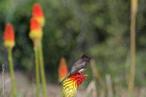 Black phobe on red hot poker flower photo