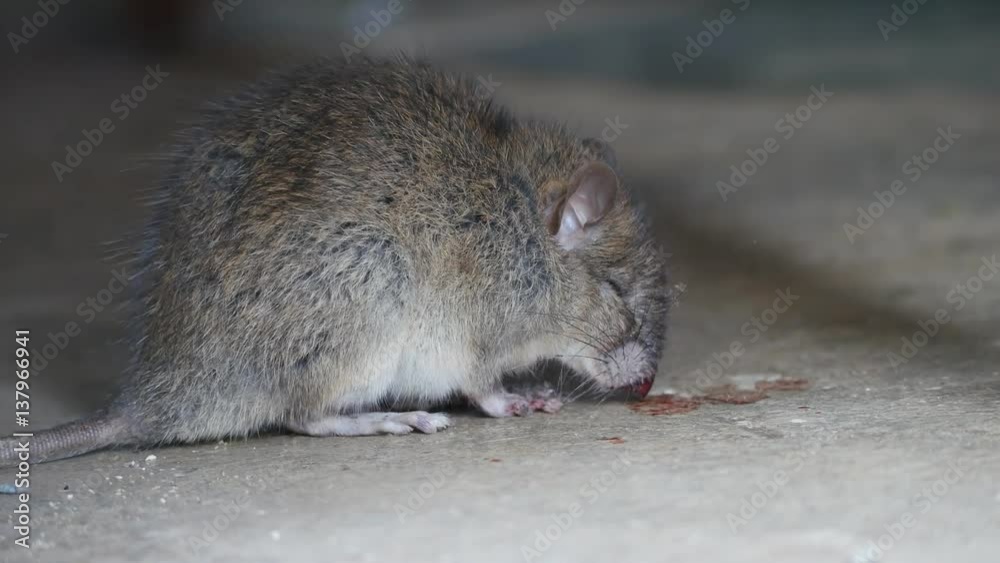 Rat being dying after eating Rat poison. It cough up blood. Stock ビデオ