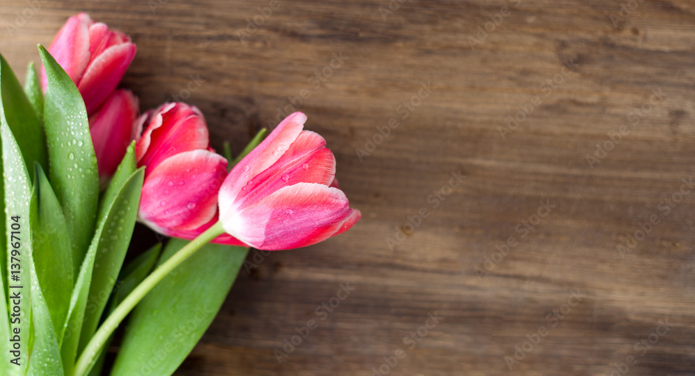 Pink tulips on a wooden background with water drops on stems and flowers