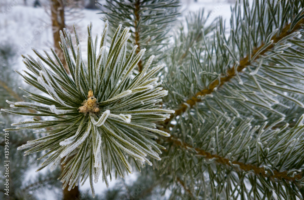 Pine tree branches in winter. Fir with hoarfrost, natural tree. Pine tree branches in winter. Fir with hoarfrost, natural tree.