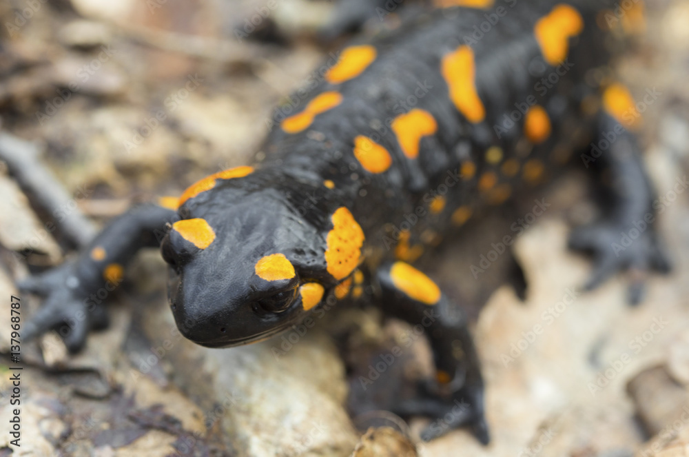 Fire salamander on the ground in forest closeup