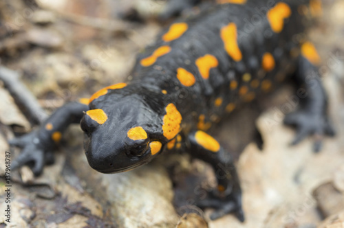 Fire salamander on the ground in forest closeup © phadventure