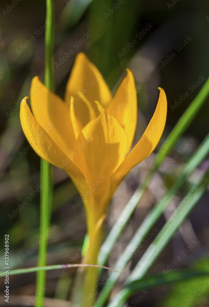 Beautiful yellow crocus closeup Beautiful yellow crocus closeup