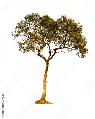 Tree isolated against a white background