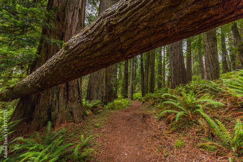 A large sequoia tree lies over the footpath in a dense forest. Lady Bird Johnson Grove trail, Redwood National and State parks. USA
