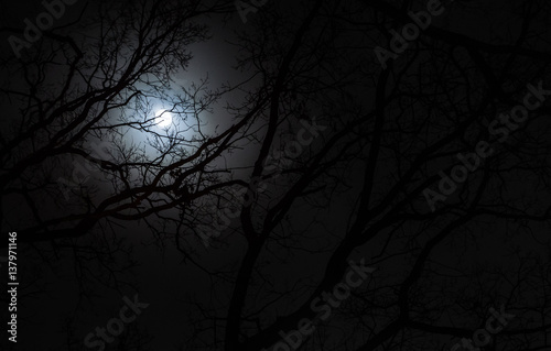 full moon as the night scenery, among branches in the moonlight