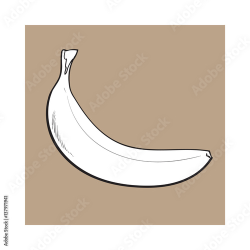 black and white unopened, unpeeled ripe banana, sketch style vector illustration isolated on brown background. Realistic hand drawing of single unopened ripe banana