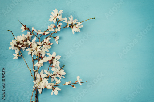 image of spring white cherry blossoms tree photo