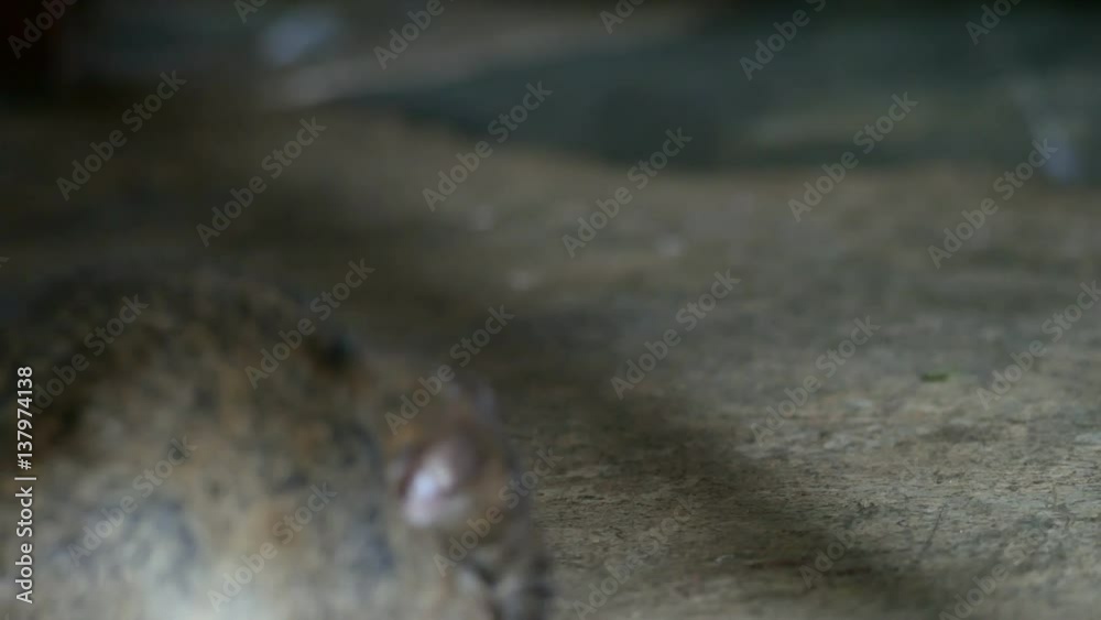 Rat being dying after eating Rat poison. It cough up blood. Rat being dying after eating Rat poison. It cough up blood.