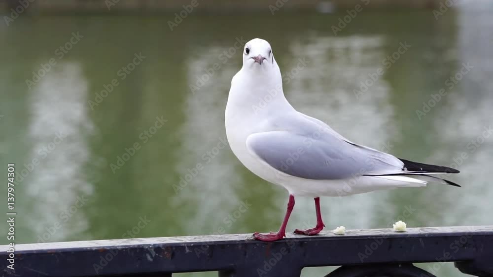 Gull on iron railing on river in cloudy day and big cityscape background. Bird eating bread. Gull on iron railing on river in cloudy day and big cityscape background. Bird eating bread.