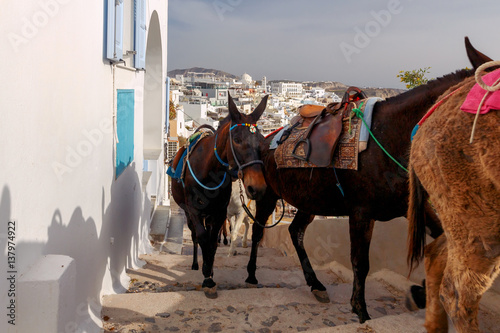 Donkeys for horse riding in the village Fira.