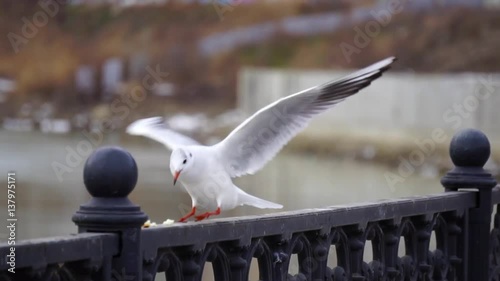 Gull on iron railing on river in cloudy day and big cityscape background. Bird eating bread. photo