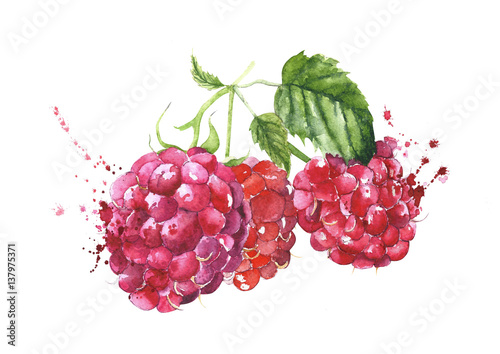 Raspberries watercolor painting isolated on white background © Yulia
