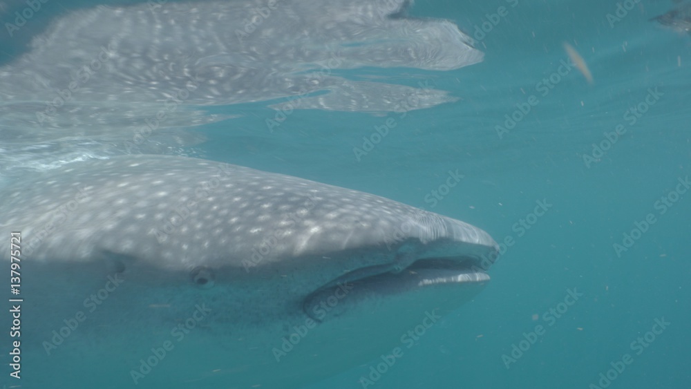 Two Whale Sharks (Rhincodon typus), Isla Mujeres, Mexico, Sep 2016