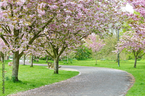 Scenic Springtime View of a Cherry Tree Blossom Lined Winding Path through a Beautiful Landscaped Park Garden