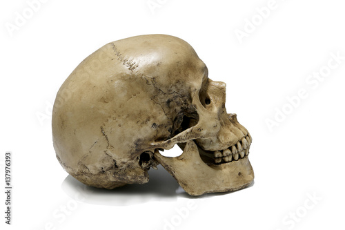 Human skull on isolated white background