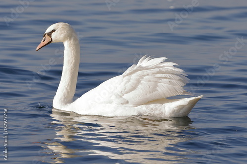 real white swan