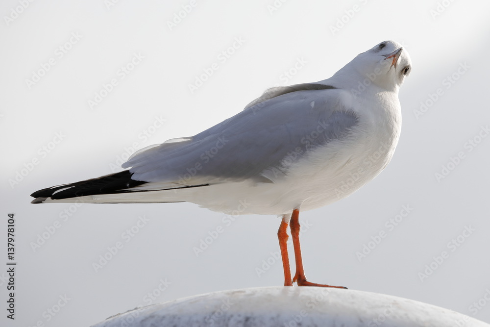 Obraz premium seagull