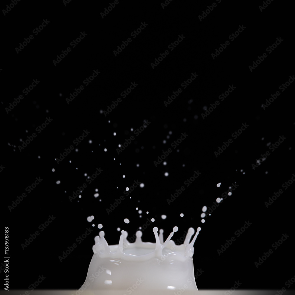 Splashing milk. Isolated on white. High resolution photo. Black background.