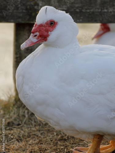 Muscovy Duck Cairina or domestic moschata photo