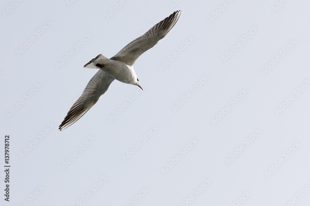 Obraz premium seagull in flight