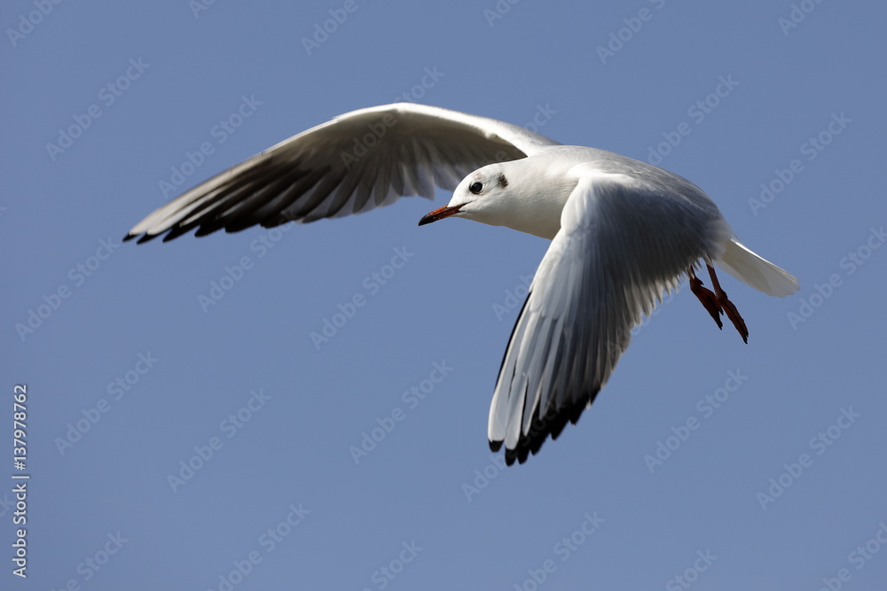 seagull in flight seagull in flight